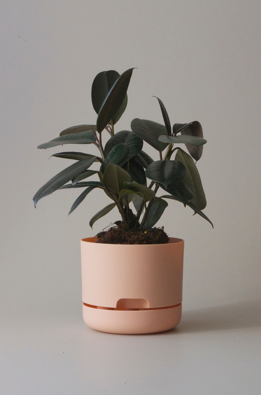 Mr Kitly x Decor selfwatering pots - Pale Apricot